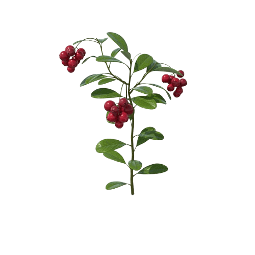 Cranberry-inspired lifestyle
