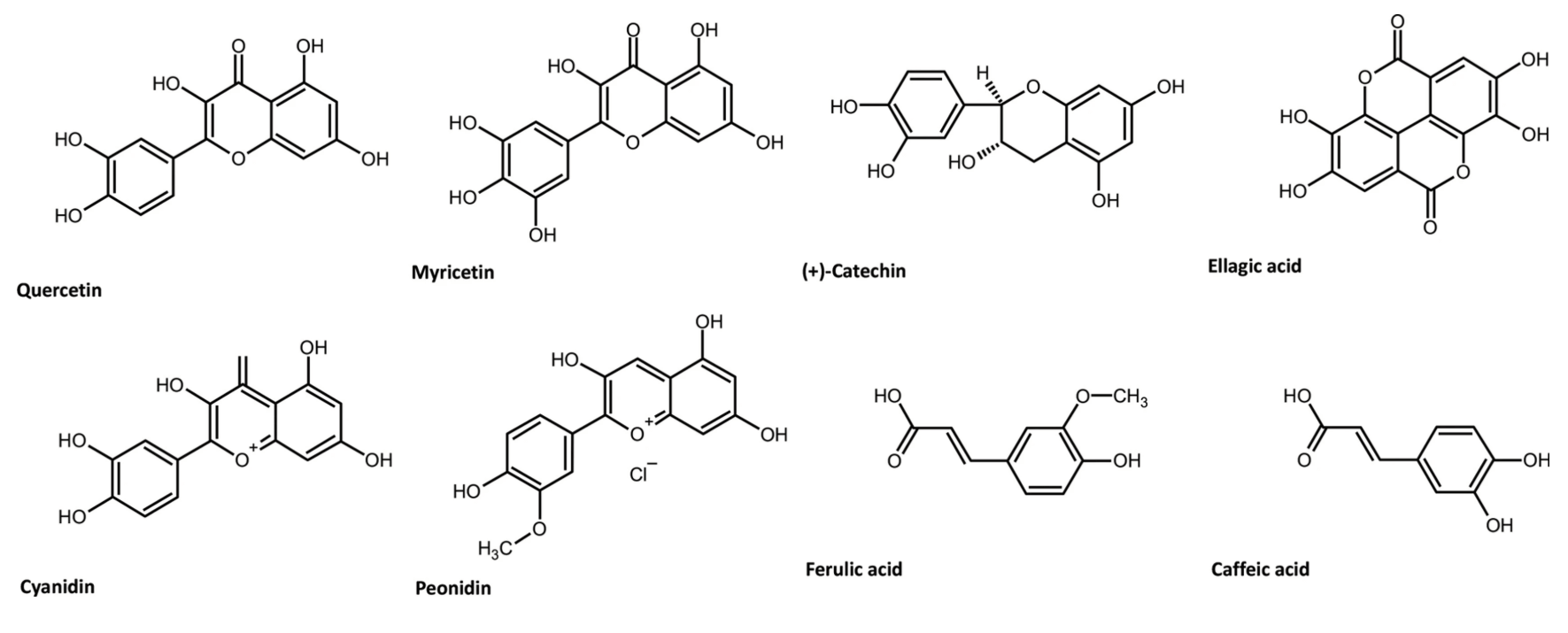 Major disease-fighting components in cranberries