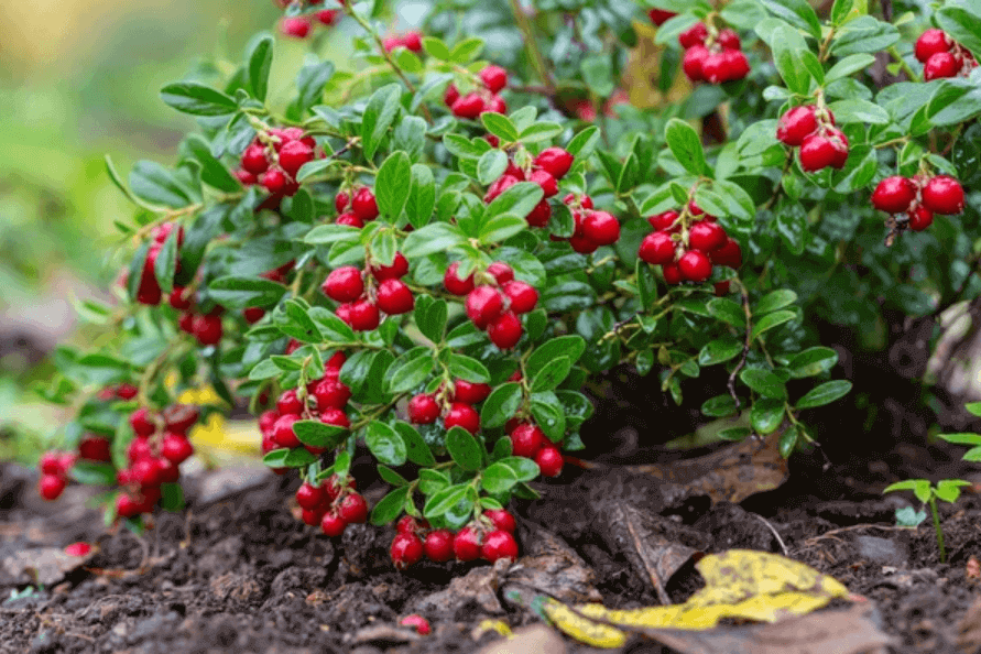 Cranberries… the introduction to European settlers!!