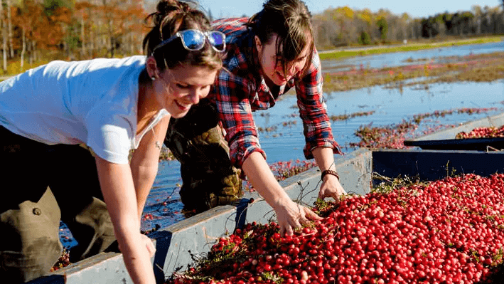 Bala Cranberry Festival is almost here: Oct 18th - 20th, 2024