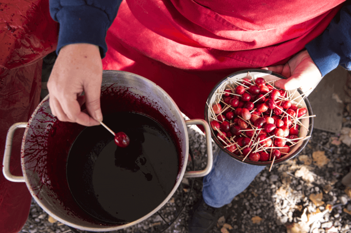 Cranberry Harvesting Season