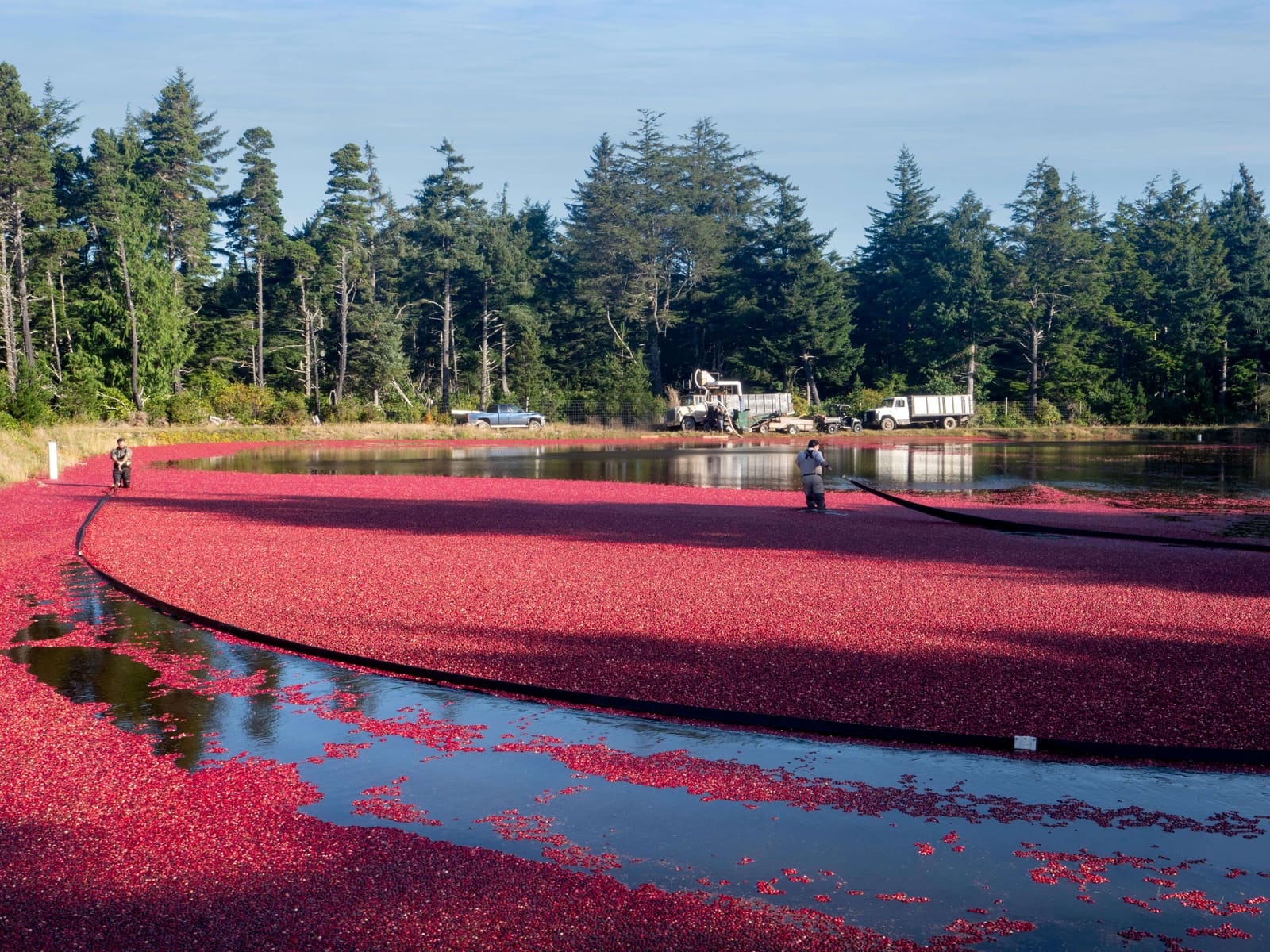 A flooded cranberry marsh at harvest, covered in floating red berries